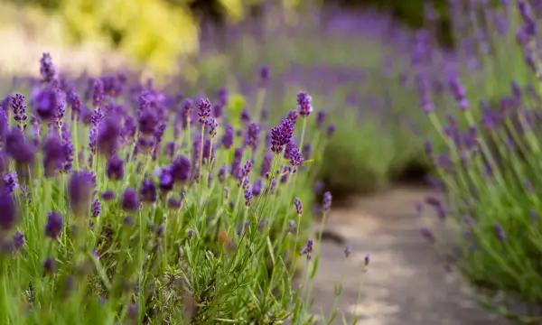Botanischer Garten Chemnitz