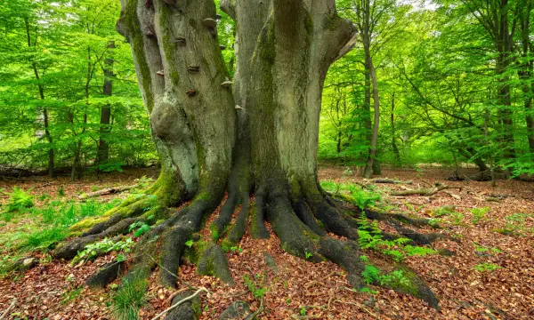 Klosterpark Altzella