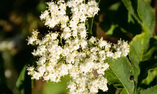 Botanischer Garten Chemnitz