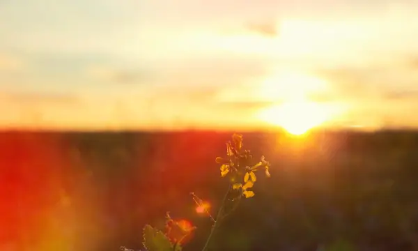 Pineapplewakepark Rossau