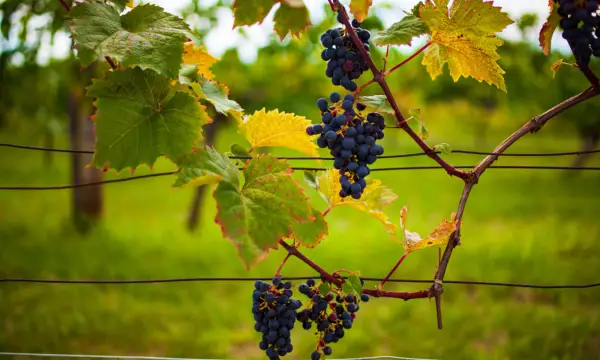 Markt 6 - Feines im Gewölbe