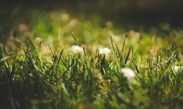 Botanischer Garten Chemnitz
