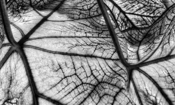 Botanischer Garten Chemnitz