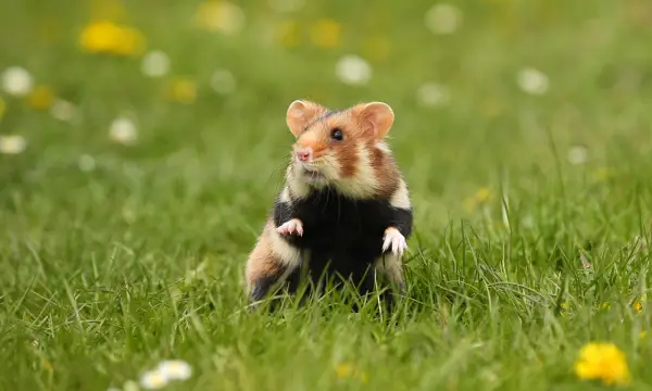 Zentrales Hörsaalgebäude der TU Chemnitz