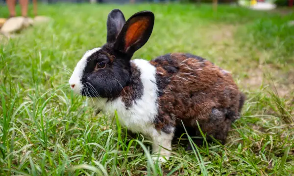 Treibehaus in der Saigerhütte