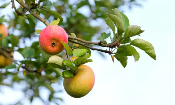 Klosterpark Altzella