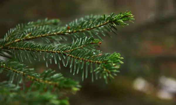 Feuerwehrplatz Pleißa