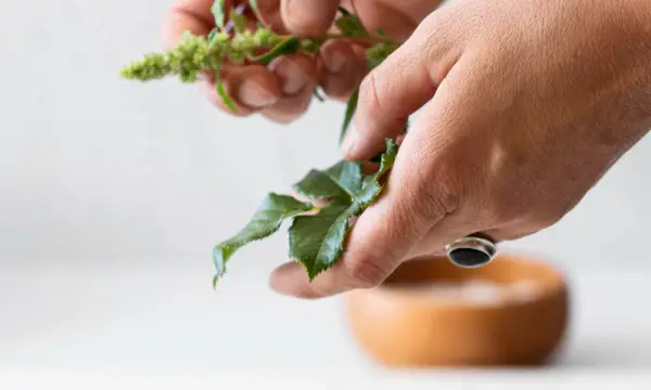 Wildpflanzen-Werkstatt