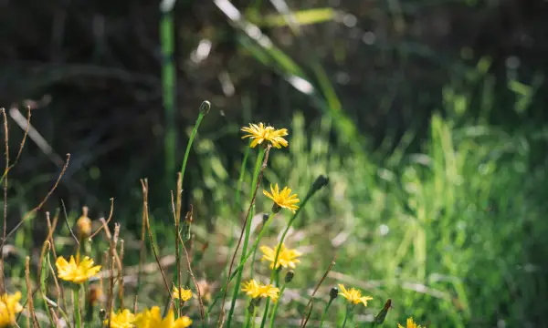 Wildpflanzen-Werkstatt