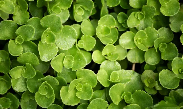 Wildpflanzen-Werkstatt