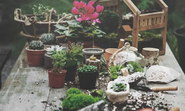 Wildpflanzen-Werkstatt