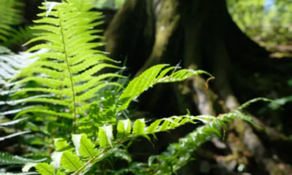 Klosterpark Altzella