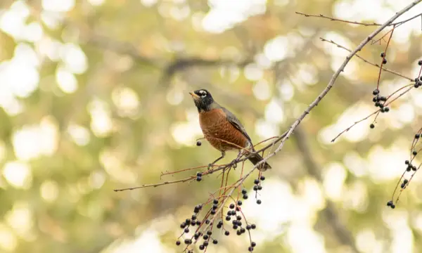 Strumpffabrik Bräunsdorf