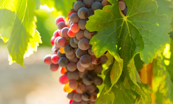 Kaßbergkeller - Vinothek & Weinbar