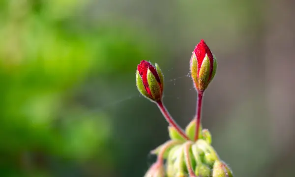 Eventhof "Zum Rittergut"
