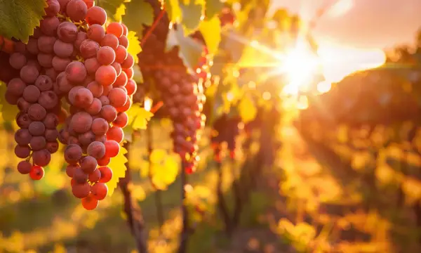 Weinfreunde Chemnitz