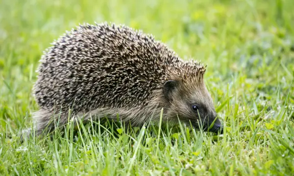 Botanischer Garten Chemnitz