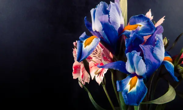 Botanischer Garten Chemnitz