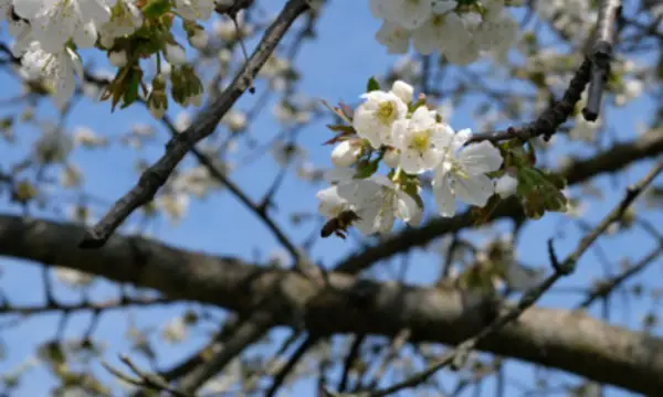 Klosterpark Altzella