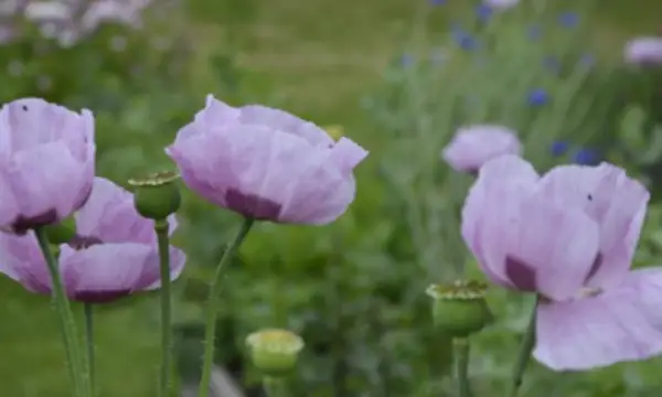 Klosterpark Altzella