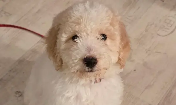 Volkshochschule Chemnitz im Tietz