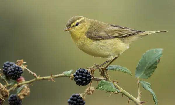 Botanischer Garten Chemnitz