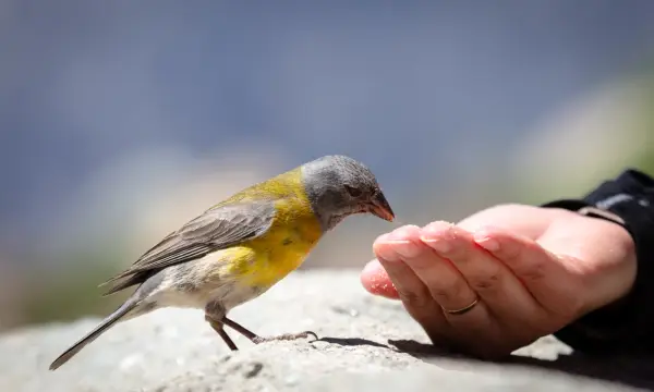 Heideschänke / Zugang Zeisigwald