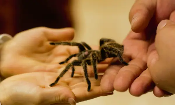 Luxor Chemnitz Kongress- & Veranstaltungszentrum