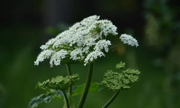 Wildpflanzen-Werkstatt